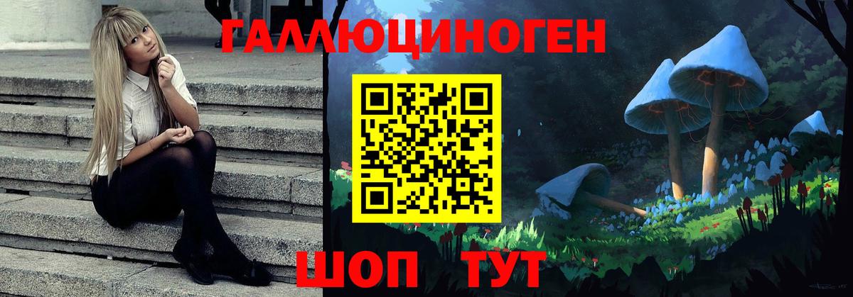 Курчалой  Псилоцибиновые грибы Psilocybe  Вход с VPN 